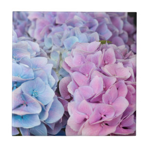 Vacker Lila, blått, Rosa Hydrangea Flowers Kakelplatta