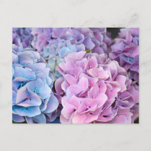Vacker Lila, blått, Rosa Hydrangea Flowers Vykort