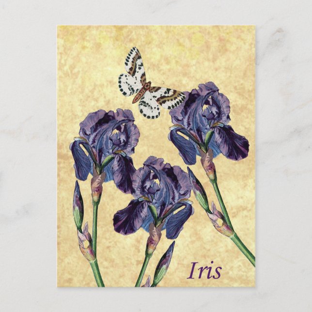 Vacker Lila Iris Flowers och Butterfly Vykort (Framsida)