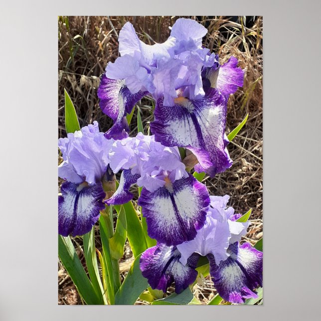 Vacker lila iris lilafärgad trädgårdsposter poster (Framsidan)