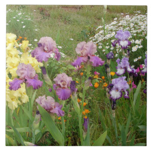 Vacker lila irisblomma blomsterfoto kakelplatta