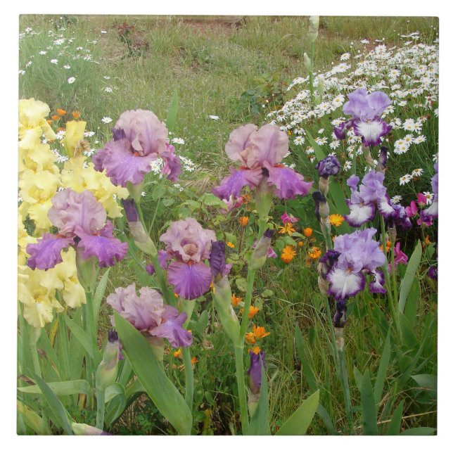 Vacker lila irisblomma blomsterfoto kakelplatta (Framsidan)