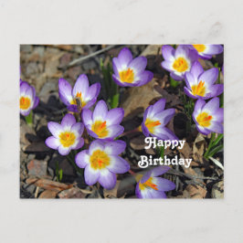 Vacker lila krokus blomfoto födelsedag vykort