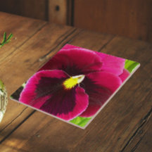 Vacker lila pensé blomster