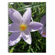 Vacker lila trädgårdsblomma. 美丽的紫色花