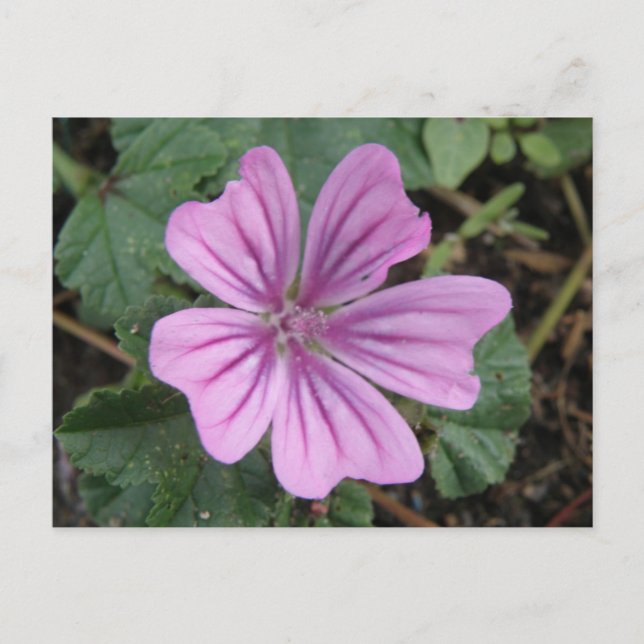 Vacker lila vildblomma vykort (Framsida)