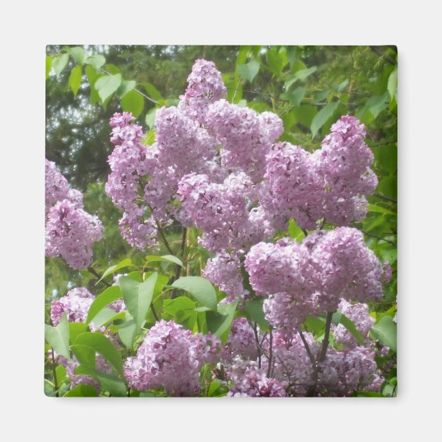 Vacker Lilac Bush- Magnet (Framsidan)