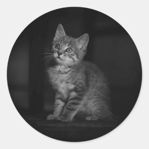 Vacker liten kattunge runt klistermärke