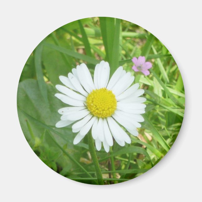 Vacker liten vit och gul miniatyrmarguerite magnet (Framsidan)
