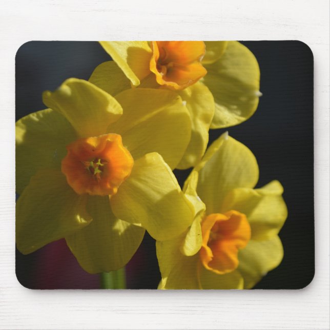 Vacker ljus gul färg påsklilja blomma musmatta (Framsidan)