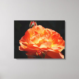 Vacker ljus orange rosblomma Canvas konst