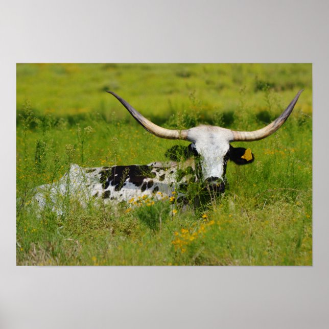 Vacker Longhorn Cow i Fotografisk konst på betesma Poster (Framsidan)