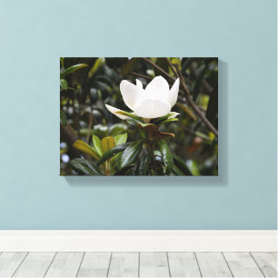 Vacker Magnoliablomma Canvastryck