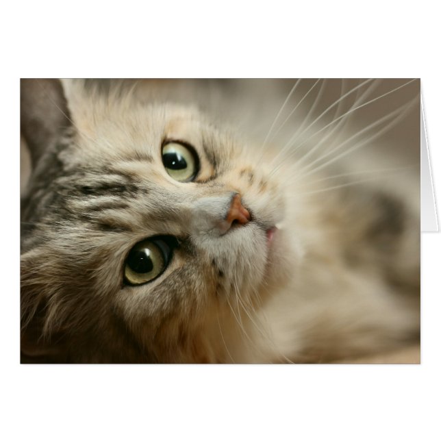 Vacker Maine Coon Hälsningskort (Framsidan Horizontal)