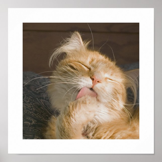 Vacker Maine Coon Katt Pyntar Sig Fotografiet Poster (Framsidan)