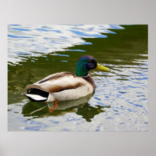 Vacker Male Mallard Anka vykort Poster