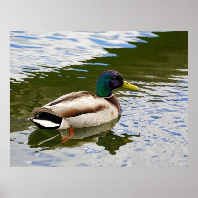 Vacker Male Mallard Anka vykort Poster (Framsidan)