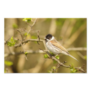 Vacker Male Reed Bunting Fototryck