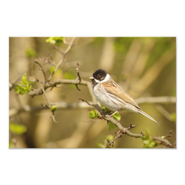 Vacker Male Reed Bunting Fototryck (Framsidan)