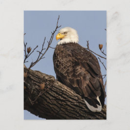 Vacker Mamma (Eagle) Vykort