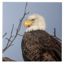 Vacker mamma (Örn) keramisk platta