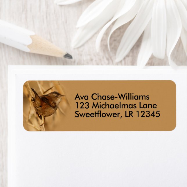 Vacker Marsh Wren Songbird i Marsh Reeds Returadress Etikett (Insitu)