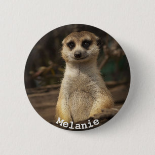 Vacker Meerkat Knapp