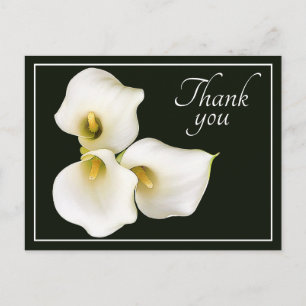 Vacker Modern Vit Calla Lily Botanisk Tacksamhet Vykort