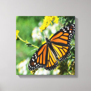 Vacker Monarch Butterfly Canvastryck