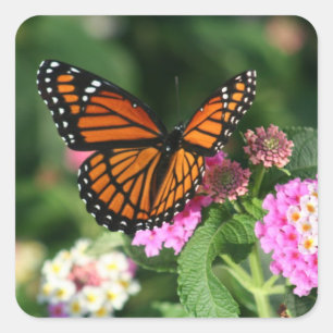 Vacker Monarch Butterfly Fyrkantigt Klistermärke