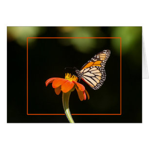 Vacker Monarch Butterfly Hälsningskort