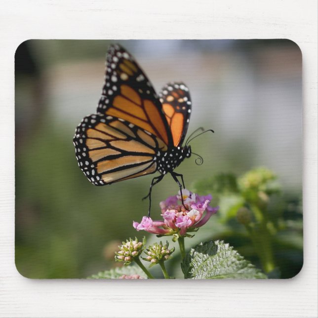 Vacker Monarch Butterfly Musmatta (Framsidan)