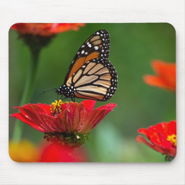 Vacker Monarch Butterfly Musmatta (Framsidan)