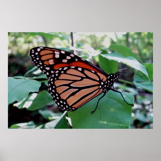 Vacker Monarch Butterfly Poster (Framsidan)
