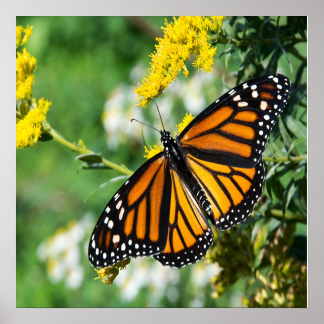 Vacker Monarch Butterfly Poster (Framsidan)