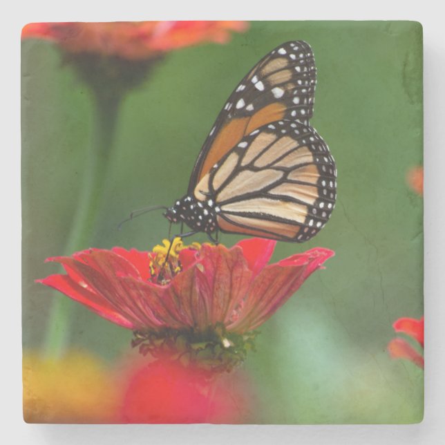 Vacker Monarch Butterfly Stenunderlägg (Framsidan)
