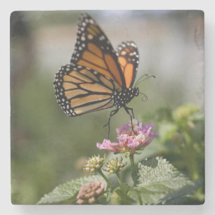 Vacker Monarch Butterfly Stenunderlägg