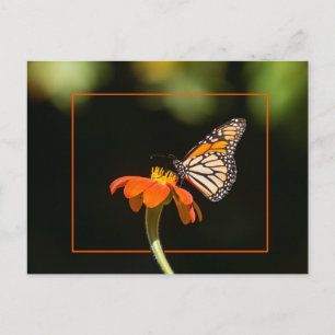 Vacker Monarch Butterfly Vykort