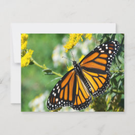 Vacker Monarch Butterfly Vykort