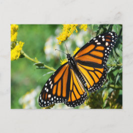 Vacker Monarch Butterfly Vykort