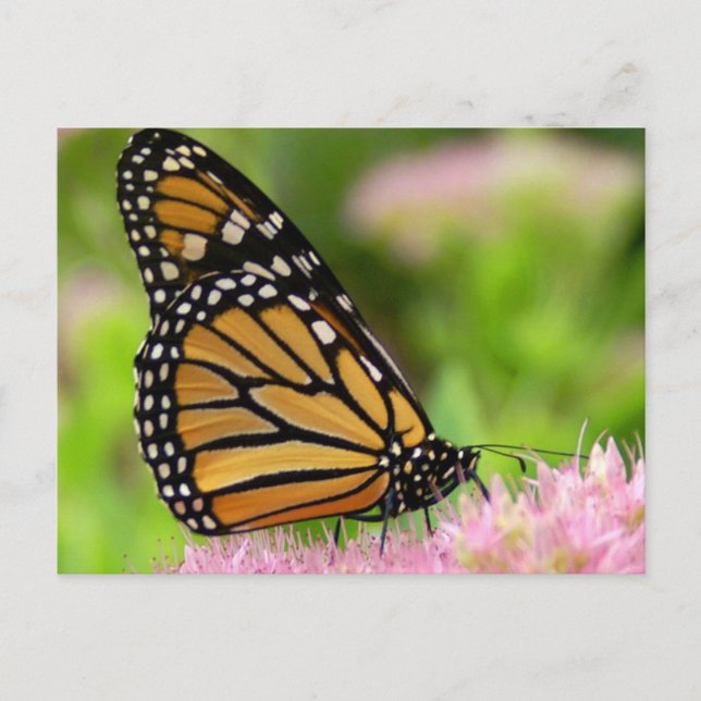 Vacker Monarch Butterfly Vykort (Framsida)