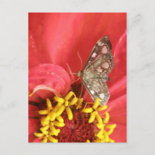 Vacker Moth på Röd Blomma Postkort Vykort