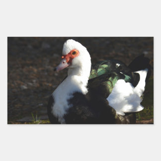 Vacker Muscovy Drakelet Rektangulärt Klistermärke