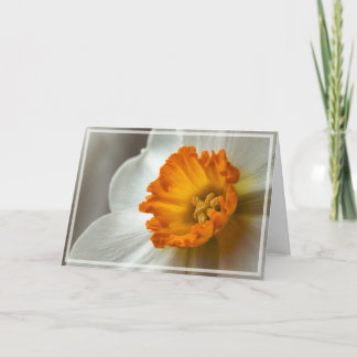 Vacker Narcissus Blommar Makro Kort