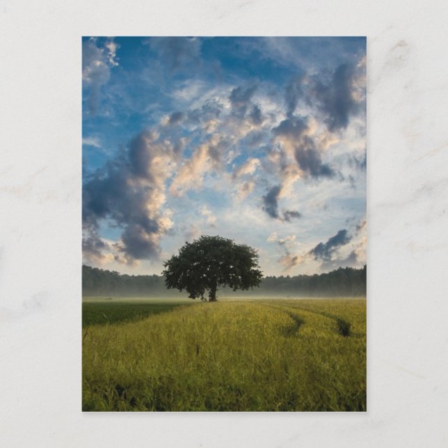 Vacker naturvetenskap vykort (Framsida)