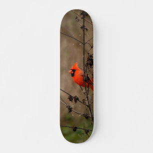 Vacker norra kardinal mini skateboard bräda 18,5 cm