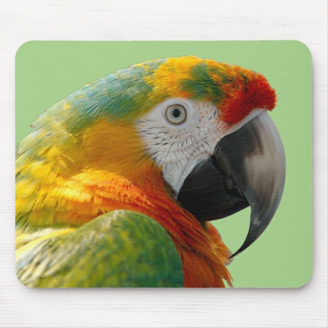 Vacker och färgstark Macaw Parrot Musmatta (Framsidan)