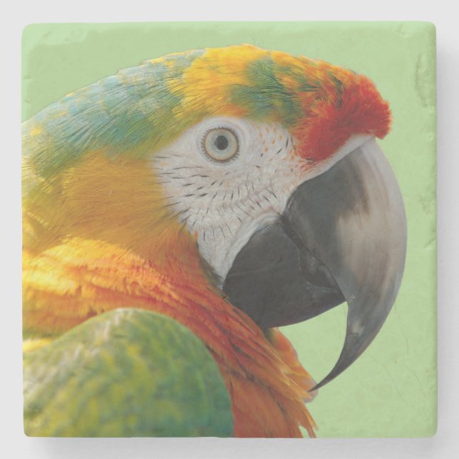 Vacker och färgstark Macaw Parrot Stenunderlägg (Framsidan)
