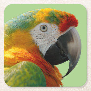 Vacker och färgstark Macaw Parrot Underlägg Papper Kvadrat