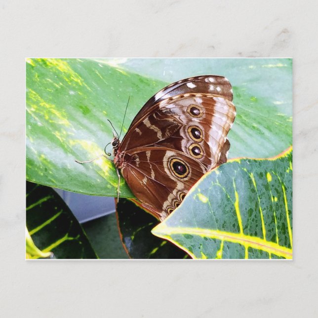 vacker ögon fjäril moth brun tan bild insekt vykort (Framsida)